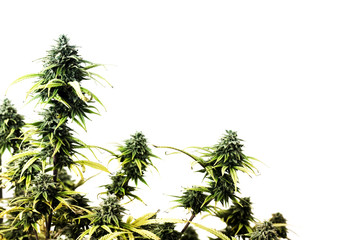Marijuana plant
