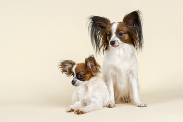 Hunde-Papillon-10497
