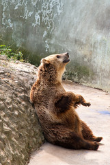 Bear begging for food at the zoo, Varna