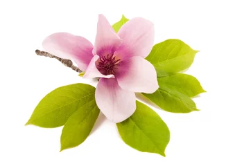 Zelfklevend Fotobehang magnolia © Scisetti Alfio