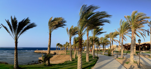 Fototapeta na wymiar palmenweg mit wiatr panorama