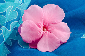 oleander