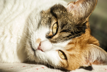 Fototapeta na wymiar Head of lying colorful female cat closeup