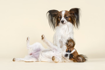 Hunde-Papillon-10510