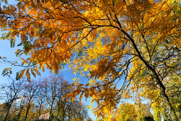 The bright colors of autumn trees.