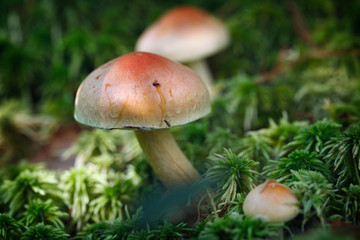 Mushroom in autumn forest