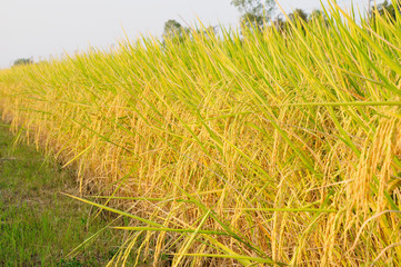 rice field before harvest