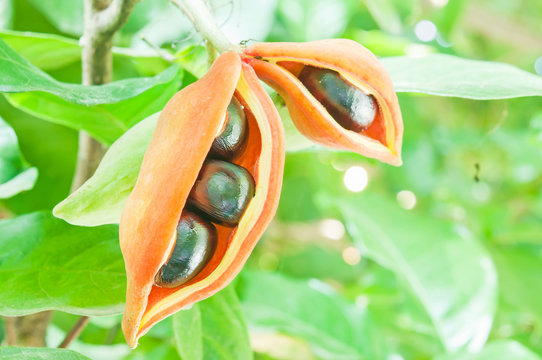 Chestnut (sterculiamonosperma vent) on tree