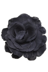 Obraz premium Black flower head rose on white background 