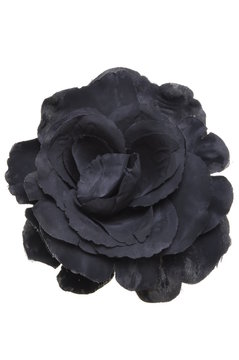 Black flower head rose on white background 
