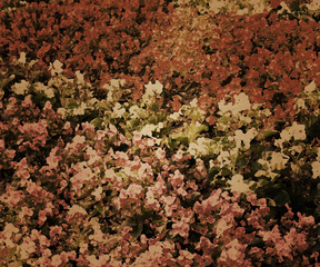 Retro Flowers Texture