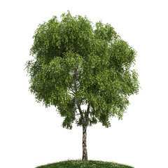 Birke freigestellt - birch tree isolated