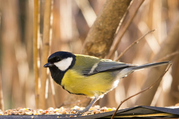 Obraz premium Cinciallegra primo piano mangiatoia