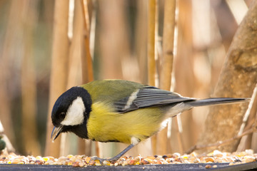 Cinciallegra primo piano mangiatoia