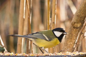 Cinciallegra primo piano mangiatoia