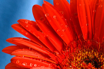 red gerbera