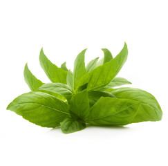 foglie di basilico fresche