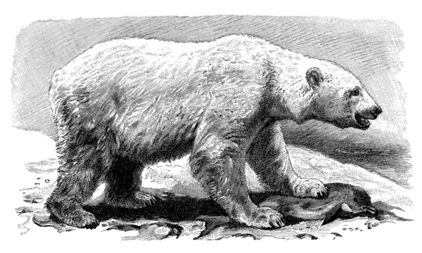 Polar Bear - Ours Blanc
