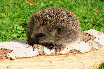 Junger Igel