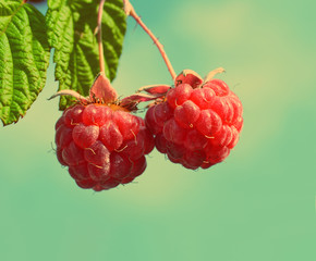 pair of raspberry - vintage retro style