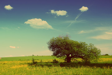 summer landscape with tree - vintage retro style