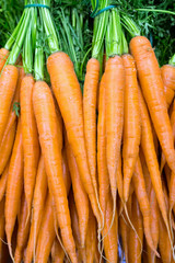 Carrots at the grocery