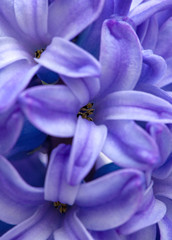 blue hyacinth background