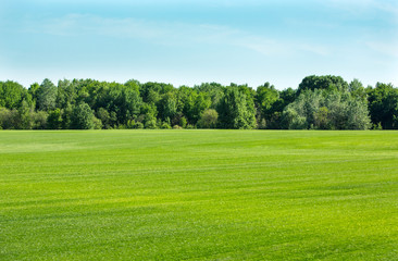 Lawn gras field