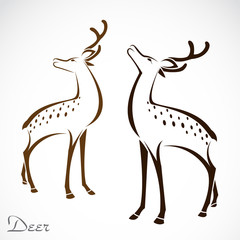 Vector image of an deer on white background