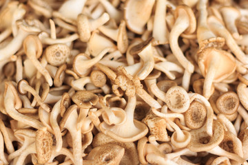 forest  mushrooms .