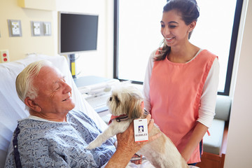 Pet Therapy Dog Visiting Senior Male Patient In Hospital - obrazy, fototapety, plakaty