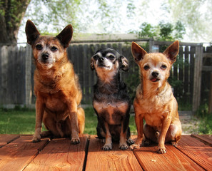 a trio of dogs