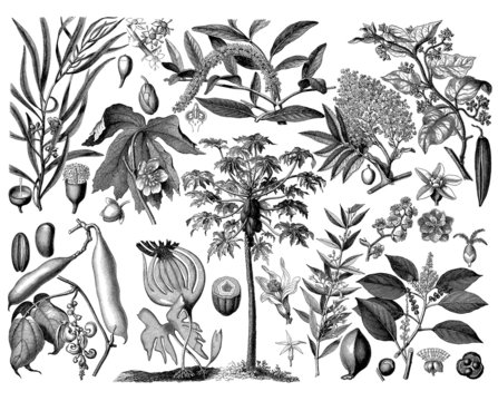 Plants - Botany