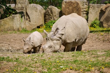 Indian Rhinoceros (Rhinoceros unicornis), mother with her child
