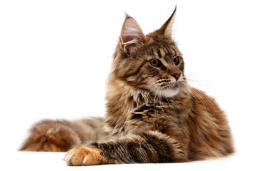 Maine Coon © Popova Olga