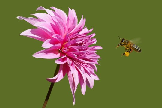 Bee (Apis) in flight and Dahlia Garden (Dahlia Cav.)