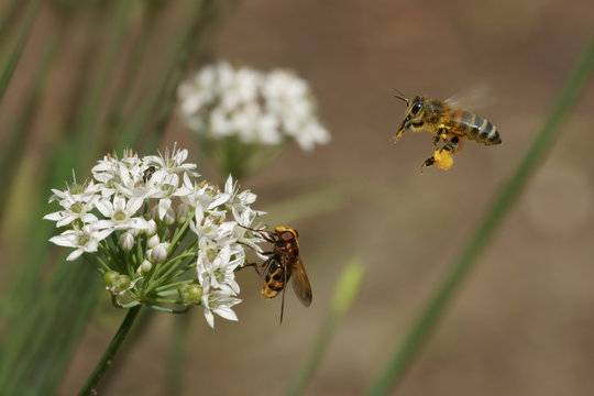 Bee, fly and flowers of garlic (Allium)