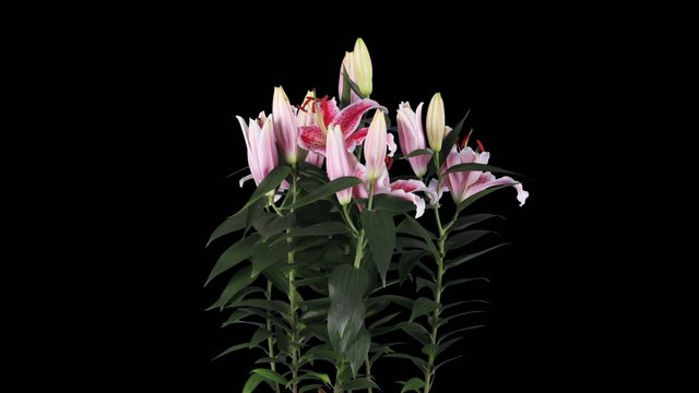 Blooming pink lily flower buds ALPHA matte