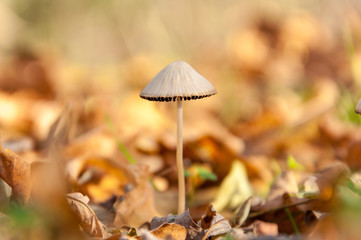 Mushroom