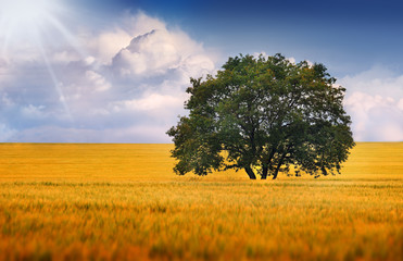 A lonely tree on a field