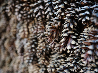 Obraz premium pine cones background Christmas decoration