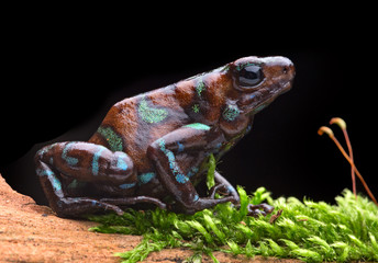 Dendrobates auratus Camouflage