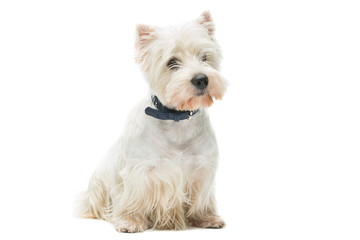 West highland white terrier