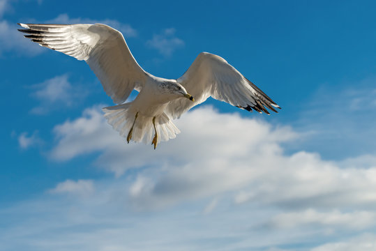 Sea gull flying in the blue sunny sky over the coast of atlantic