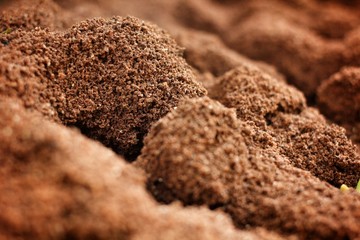 Ants nest