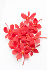 beautiful red orchid isolated on white