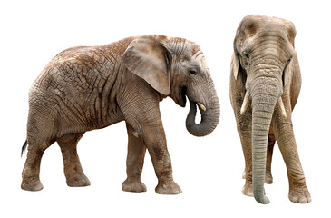 Fototapeta na wymiar Słonie afrykańskie na białym