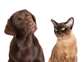 brown dog and cat portrait