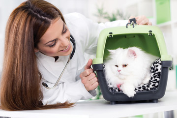 veterinarian with stethoscope calms Persian cat
