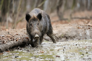 Wild boar